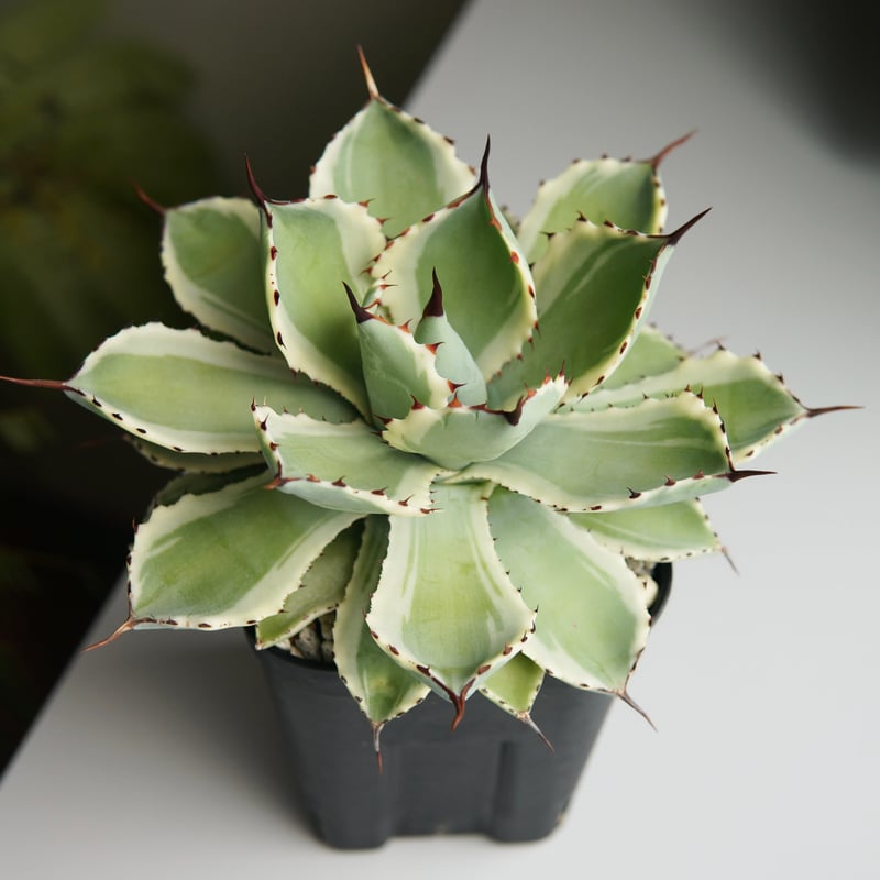 アガベ ポタトラム アガベ ポタトラム ”吉祥冠錦” | RADICE