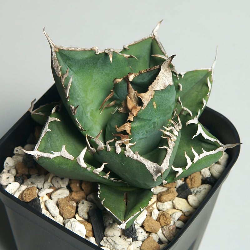 アガベ チタノタ ”南アフリカダイヤモンド（SAD）” | RADICE