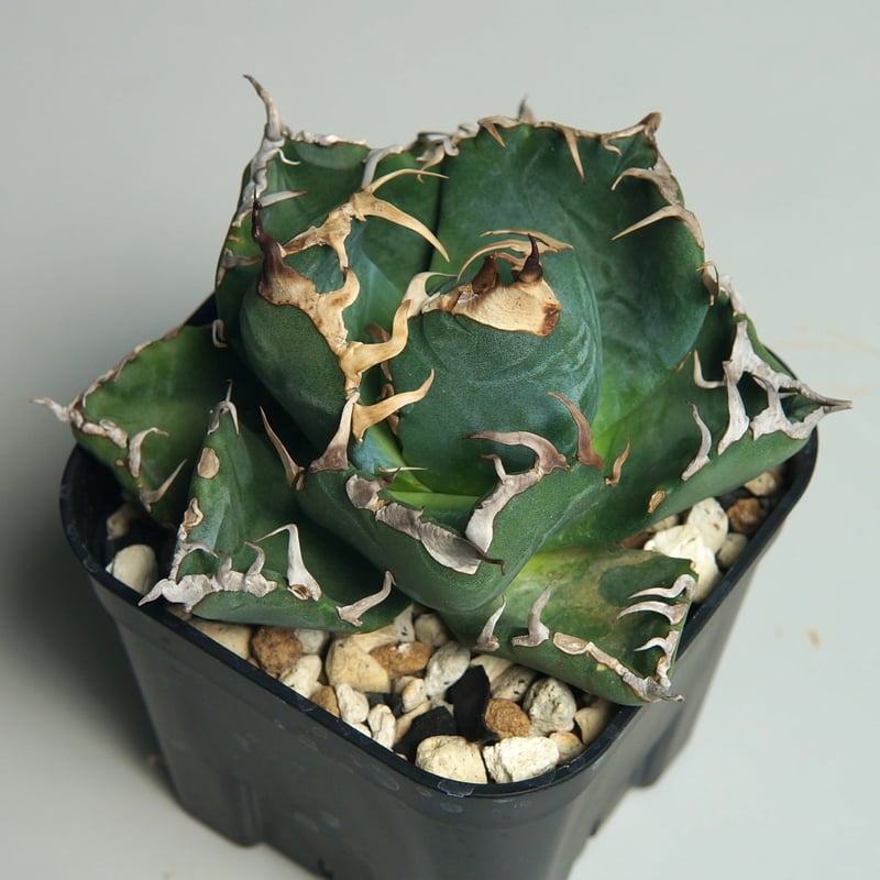 アガベ チタノタ 大量65株 程度 ネームド 魔丸 B&B など【値段交渉無し】 アガベ チタノタ 大量65株 程度 ネームド 魔丸 B&B など【値段