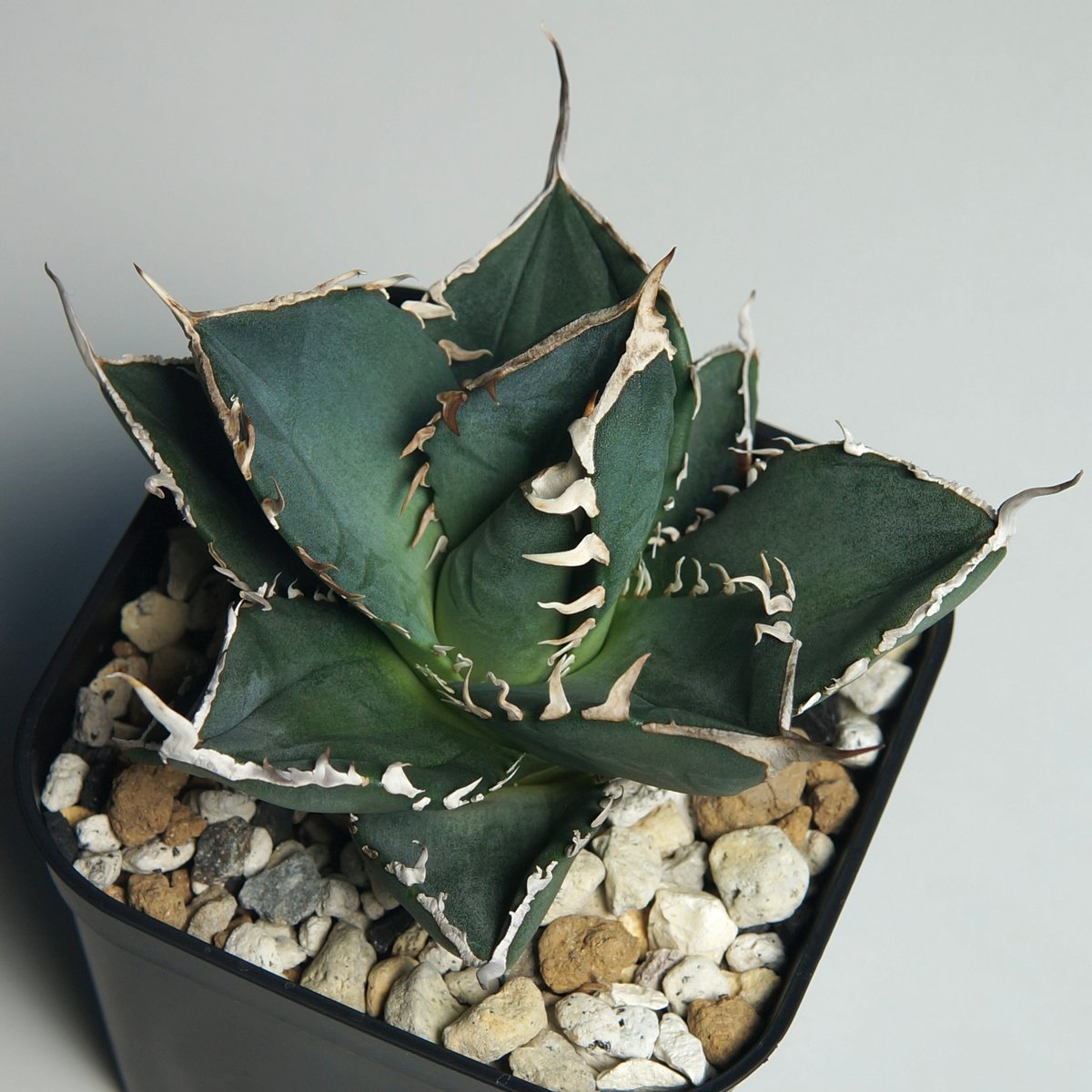 アガベ チタノタ ”南アフリカダイヤモンド（SAD）” | RADICE