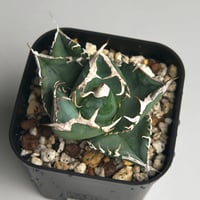 アガベ チタノタ ”南アフリカダイヤモンド（SAD）” | RADICE