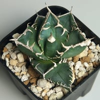 アガベ チタノタ ”南アフリカダイヤモンド（SAD）” | RADICE