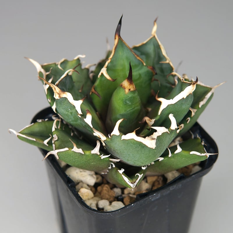 アガベ チタノタ “鬼爪” | RADICE