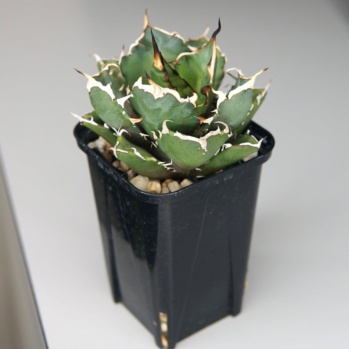 アガベ チタノタ “鬼爪” | RADICE