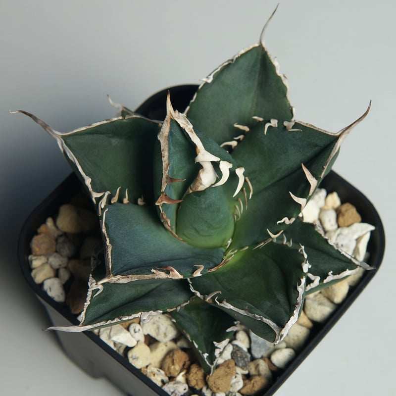 アガベチタノタSAD 南アフリカダイヤモンドagave titanota アガベチタノタSAD 南アフリカダイヤモンドagave titanota
