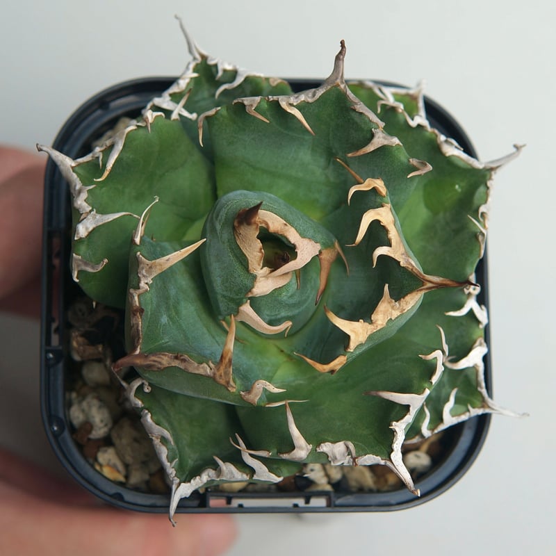 アガベ チタノタ ”魔丸” | RADICE