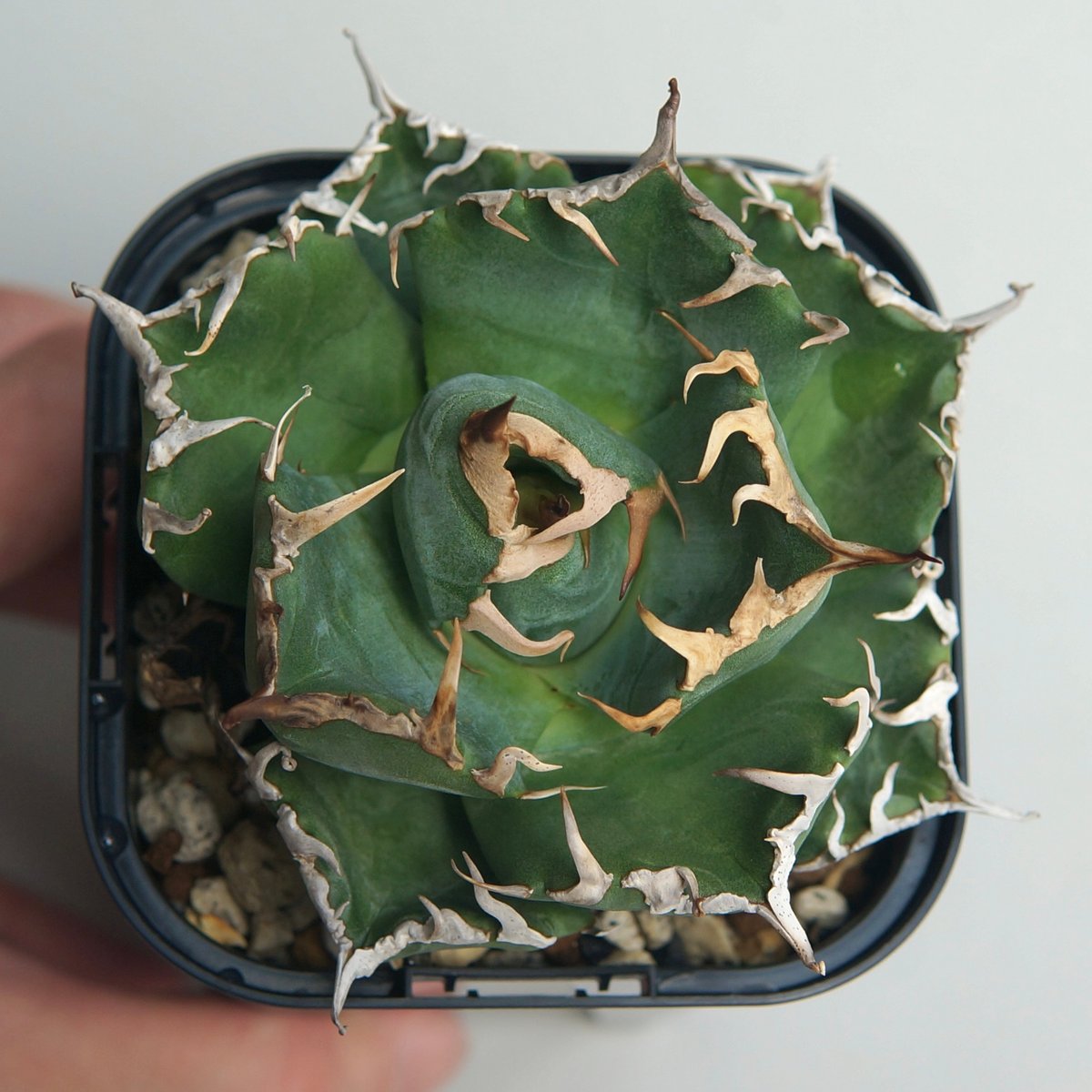 アガベ チタノタ ”魔丸” | RADICE