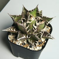 アガベ チタノタ ”レッドキャットウィーズル / ゴリ猫” | RADICE