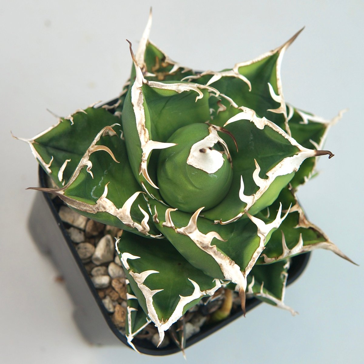 アガベ 白象（南アフリカダイヤモンド）SAD 子株