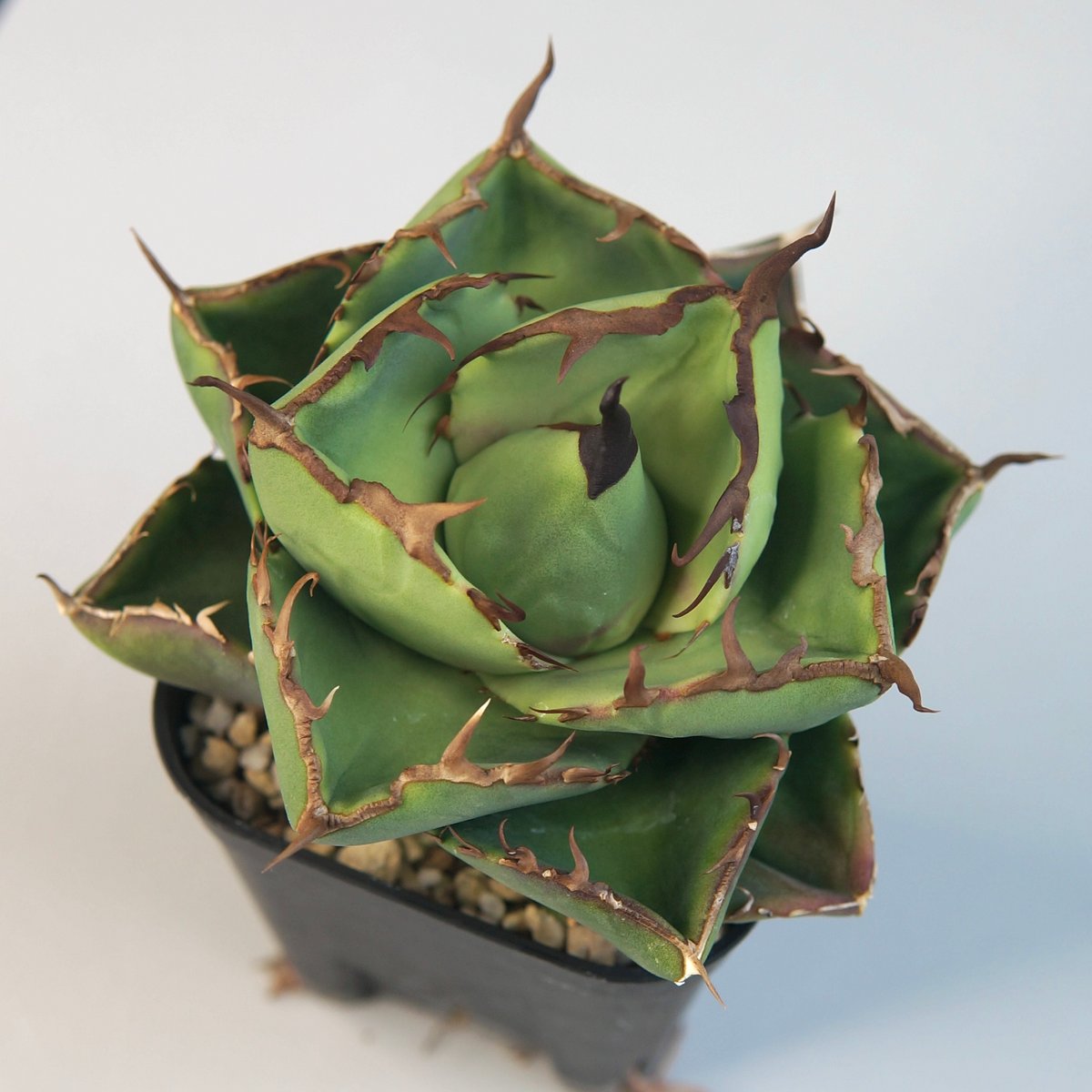 アガベ チタノタ ”ジャガーノート（純血）” | RADICE