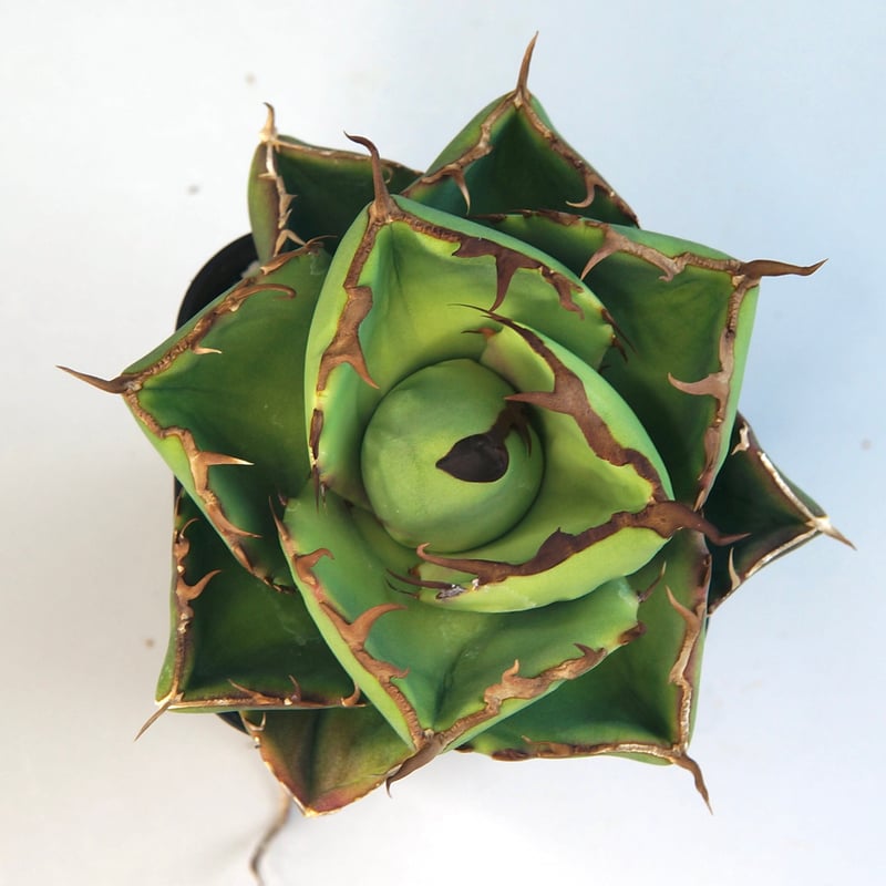 アガベ チタノタ ”ジャガーノート（純血）” | RADICE