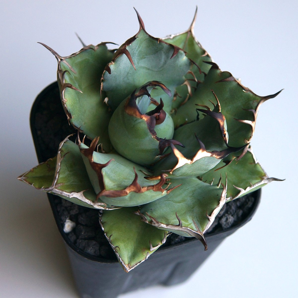 本日9/23値下げ！ アガベ チタノタ キャンサー 本日大幅値下げ