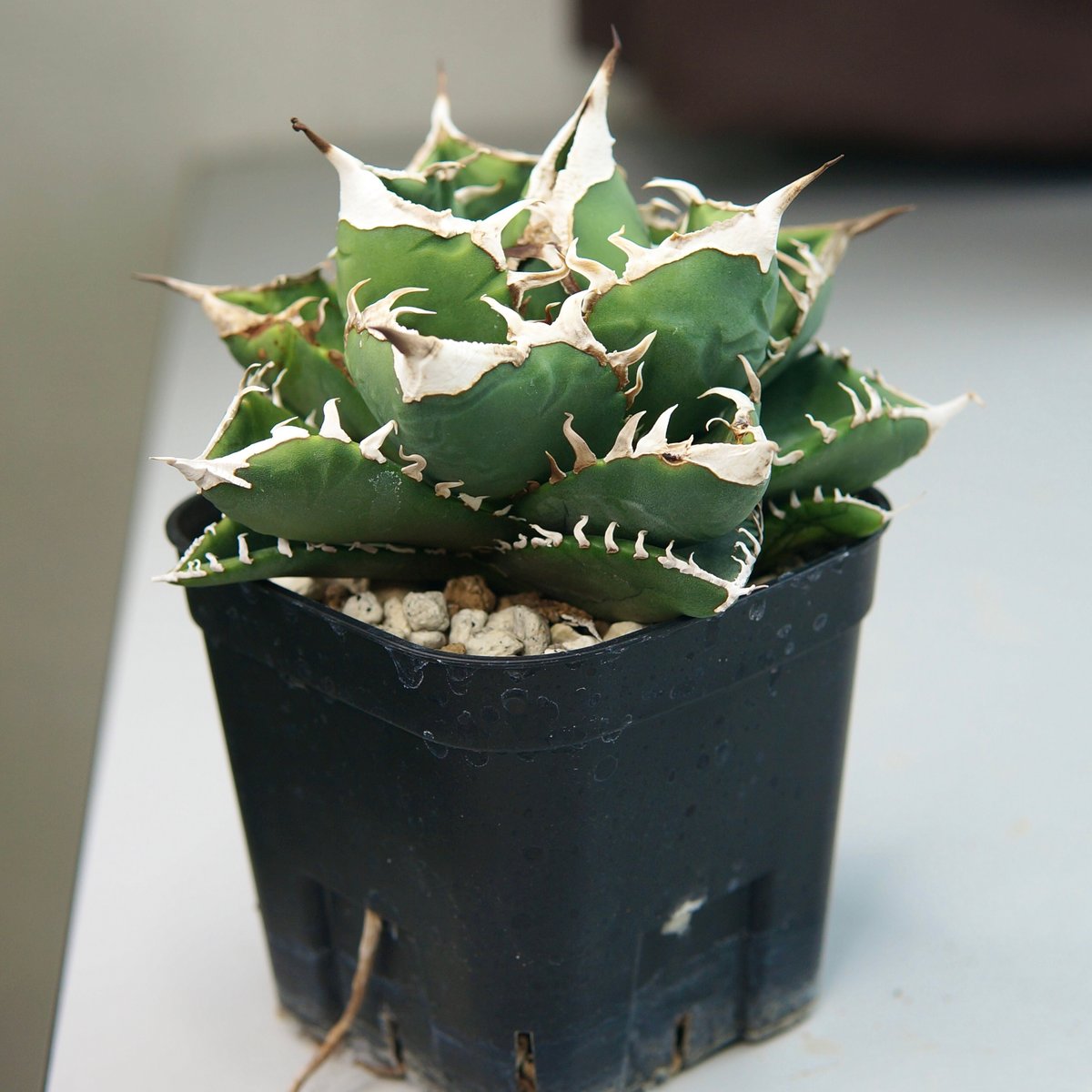 子株付き】アガベ チタノタ ”南アフリカダイヤモンド（SAD）” | RADICE