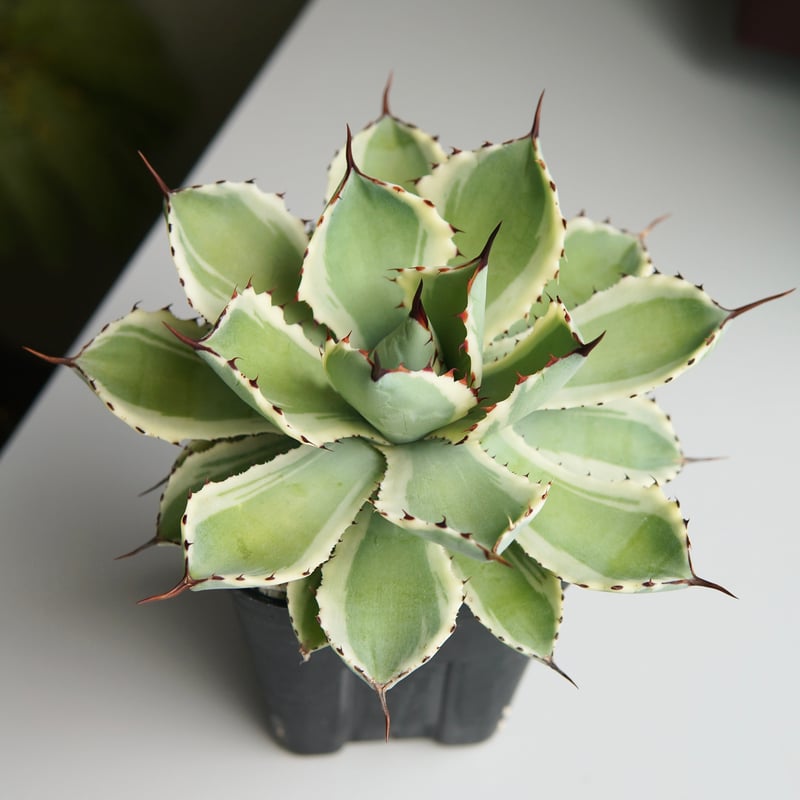 アガベ　ポタトラム　吉祥冠錦　中斑　大株　屋外越冬済み アガベ ポタトラム 吉祥冠錦 中斑 大株 屋外越冬済み アガベ