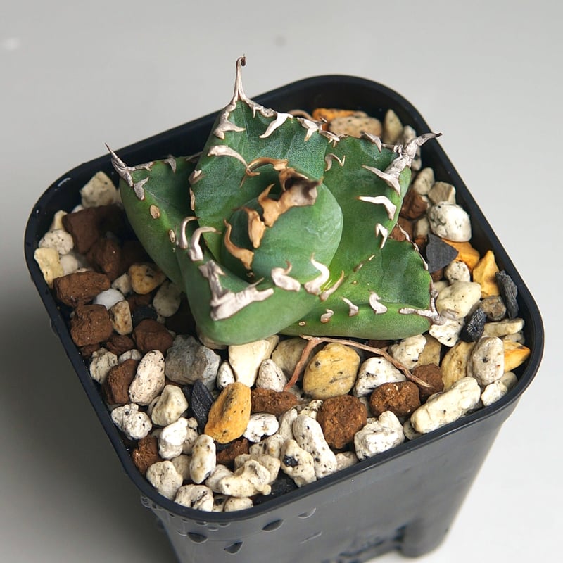 アガベ 10鉢セット アガベ 10鉢セット