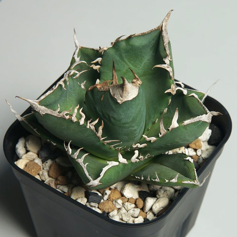 アガベ チタノタ ”南アフリカダイヤモンド（SAD）” | RADICE