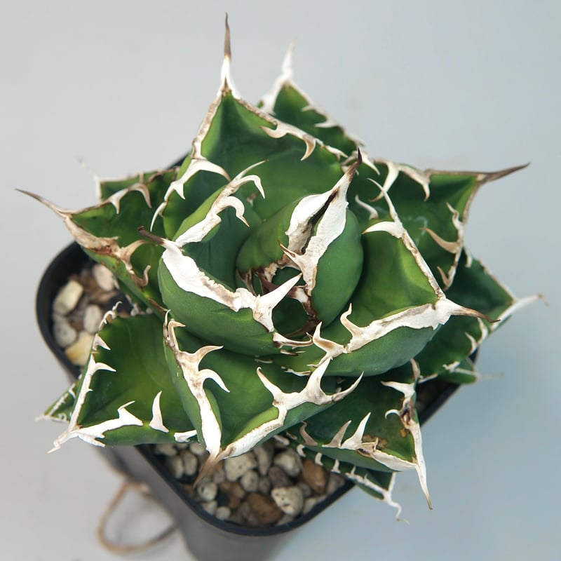 アガベ　チタノタ　S.A.D　南アフリカダイアモンド　F　発根済み 子株付き】アガベ チタノタ ”南アフリカダイヤモンド（SAD）” | RADICE