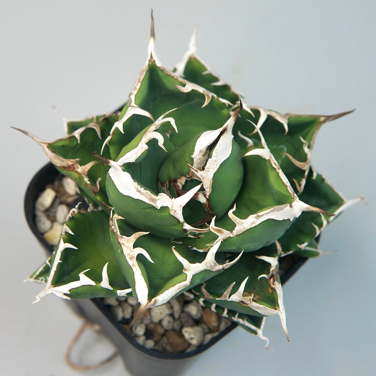 アガベ　チタノタ　SAD 選抜株　子株付き　南アフリカダイアモンド 子株付き】アガベ チタノタ ”南アフリカダイヤモンド（SAD