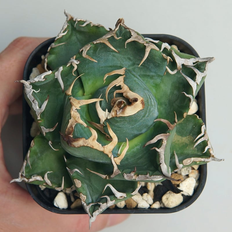 アガベ　チタノタ　魔丸 アガベ・チタノタ 魔丸（芽）-037｜agave titanota imps | Plus_P