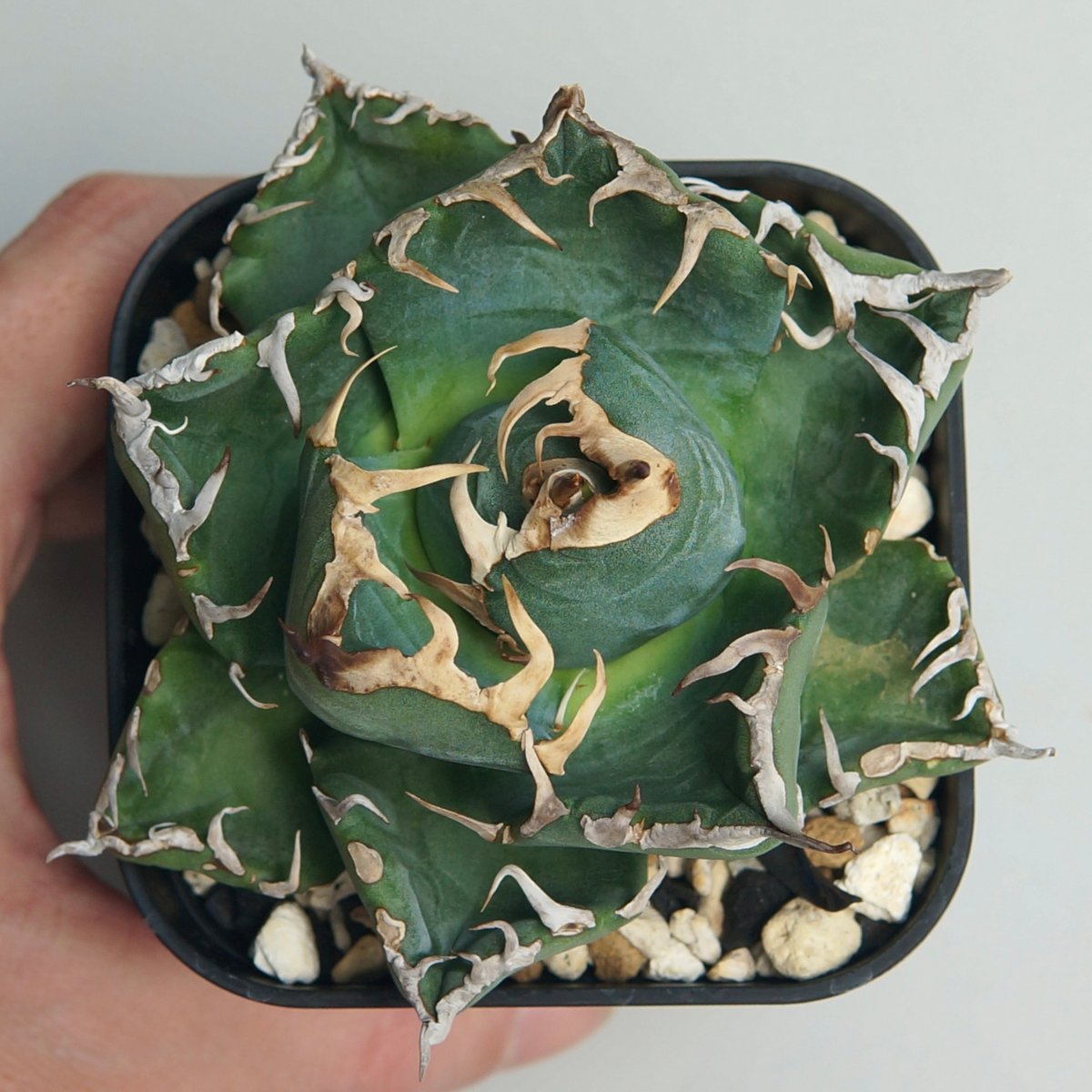 アガベ チタノタ 魔丸 アガベ・チタノタ 魔丸（芽）-024｜agave titanota imps | Plus_P