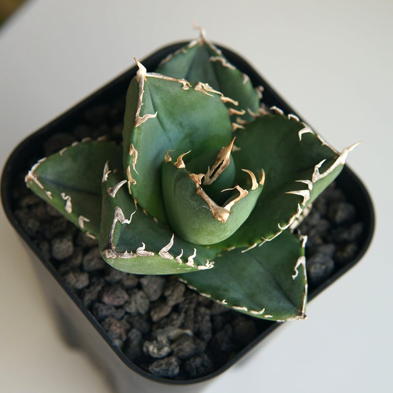 アガベ チタノタ ”柊月” | RADICE