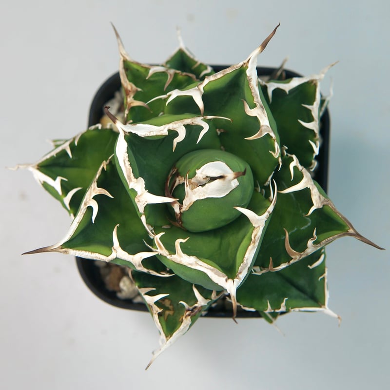 子株付き】アガベ チタノタ ”南アフリカダイヤモンド（SAD）” | RADICE