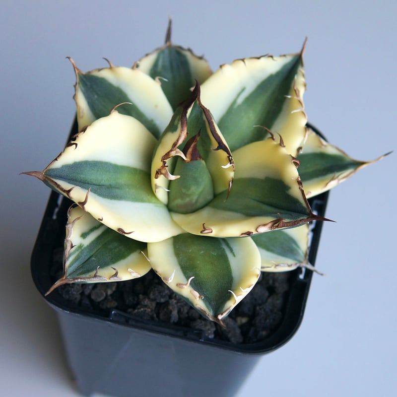 アガベ　チタノタ　スナグルトゥース　ハーフムーン　レア斑 ザ・ファームセレクト][送料無料]アガベ：チタノタ スナグル