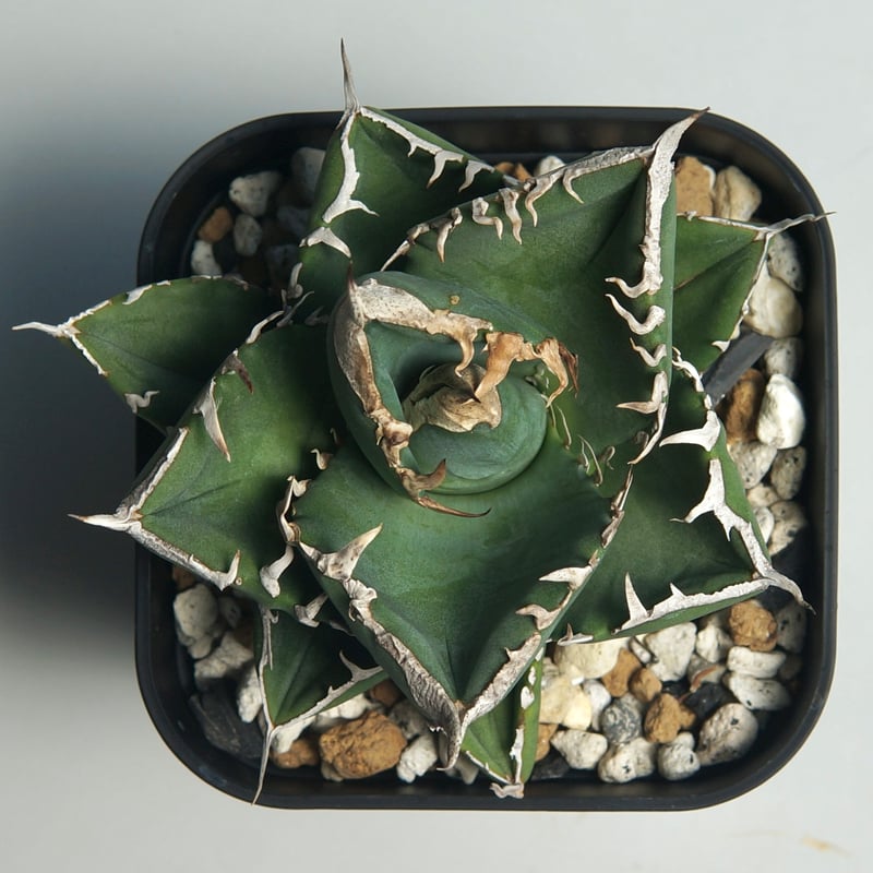 アガベ チタノタ ”南アフリカダイヤモンド（SAD）” | RADICE