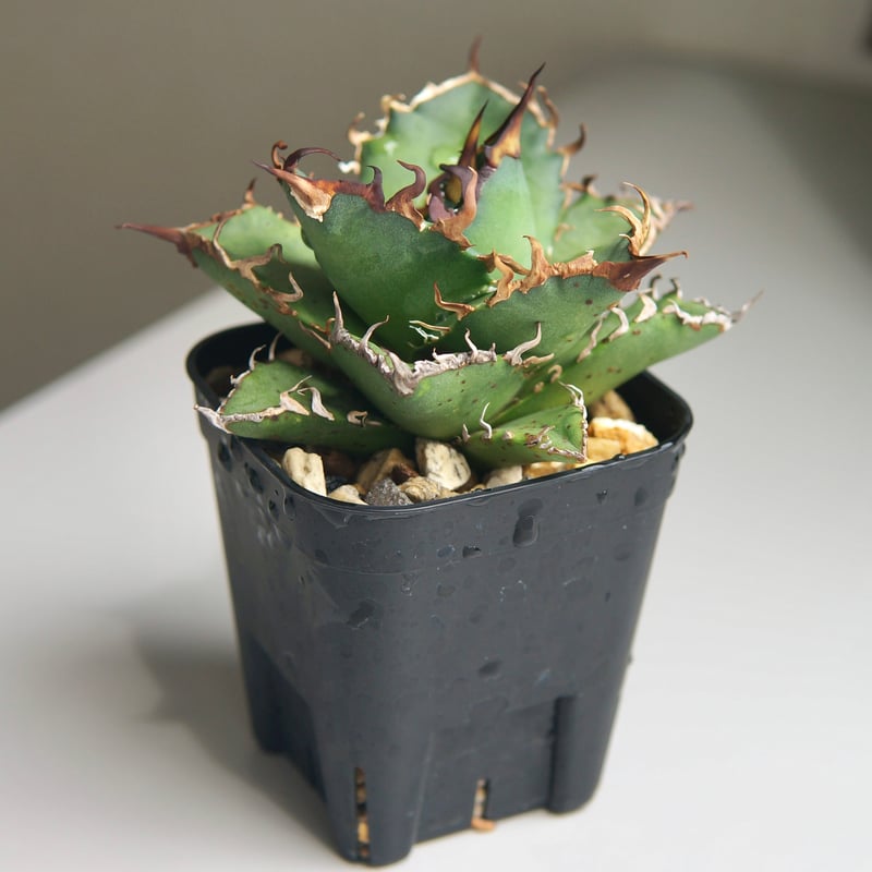 ② アガベ　シーザー　発根済 管理No.31289181】アガベ シーザー（発根済） | Agave titanota