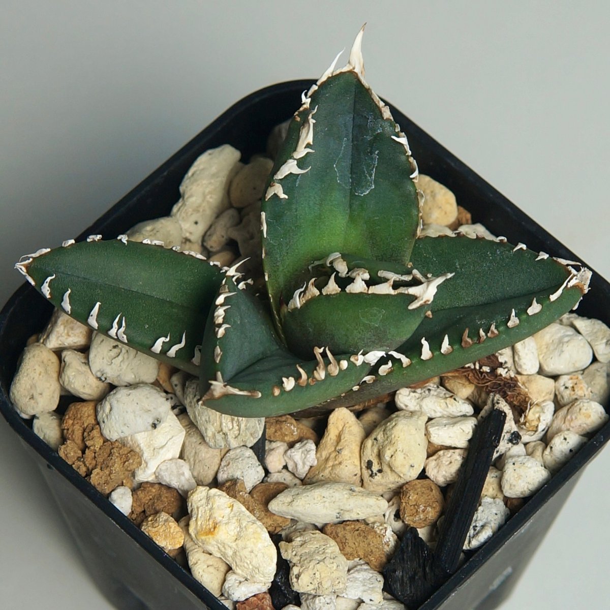 アガベ ハデス 親株 台湾厳選最高級株】【親株&子株付き】アガベ