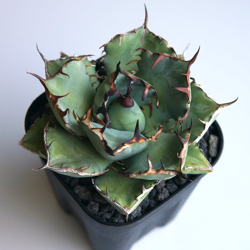 アガベ チタノタ ”黒鯨” | RADICE