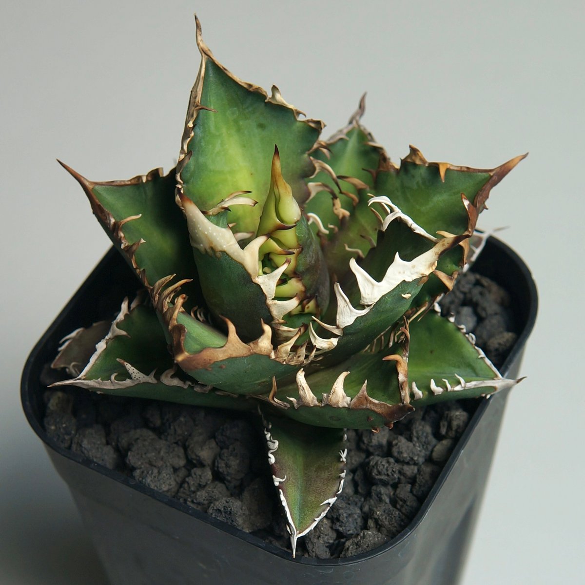 アガベ チタノタ ”レッドキャットウィーズル / ゴリ猫” | RADICE