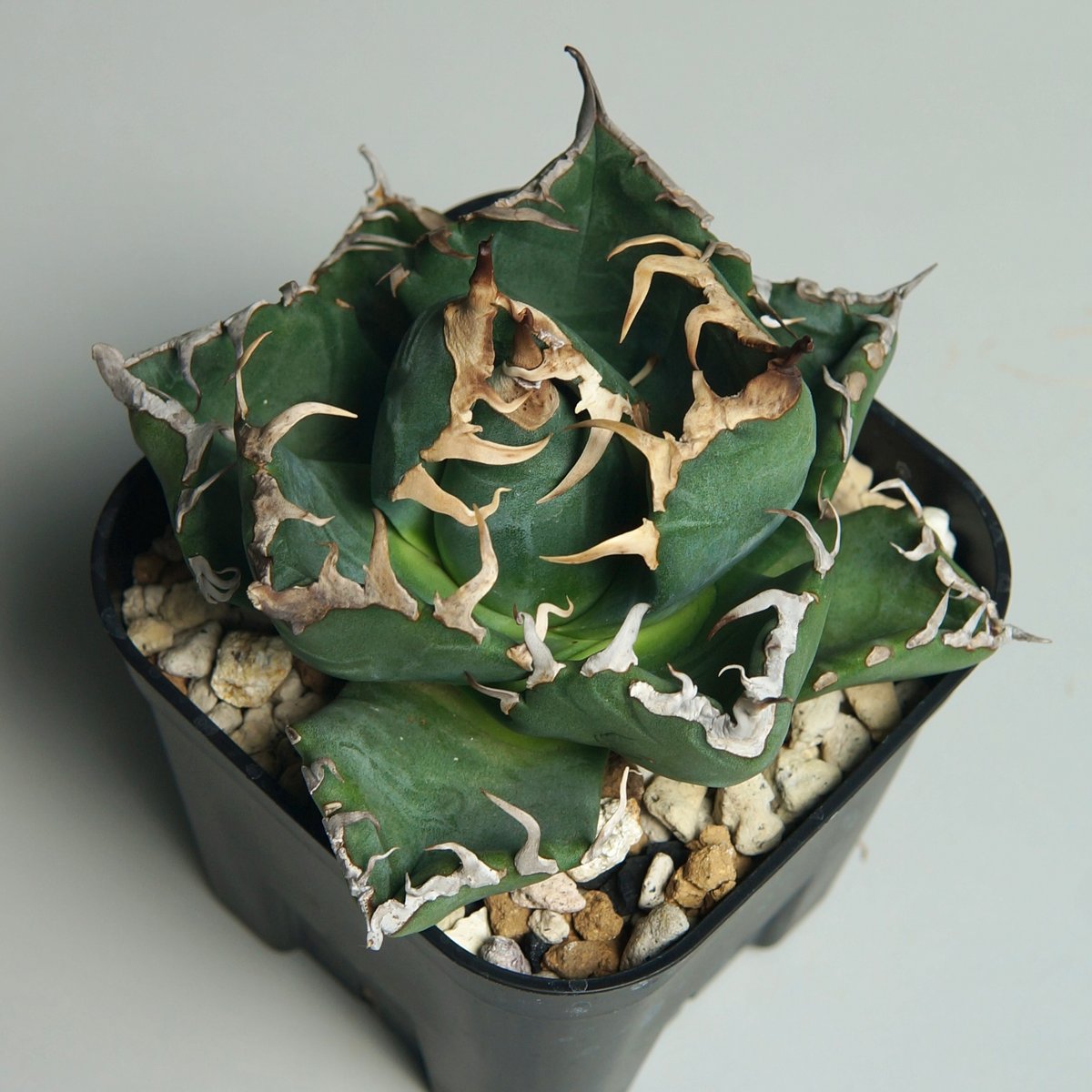 アガベ チタノタ 【魔丸】極上子株 特別値段