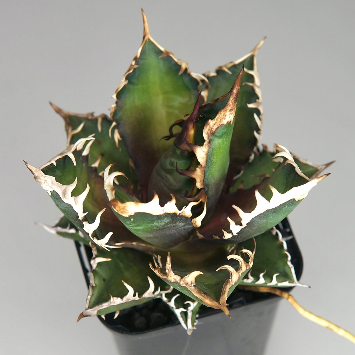 パリー トランカータ 薄 くぐる 斑入り 中株 メリクロン  