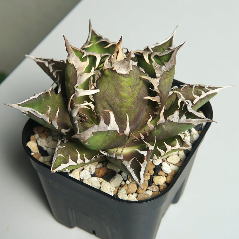 【アガベ】ゴリ猫 レッドキャット 極 白槍 3厳選中株 アガベ チタノタ レッドキャットウィーズル Red