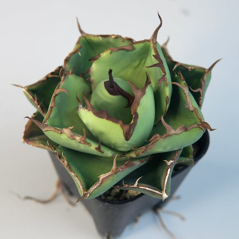 アガベ　ジャガーノート　純血　親株 アガベ チタノタ ”ジャガーノート（純血）” | RADICE