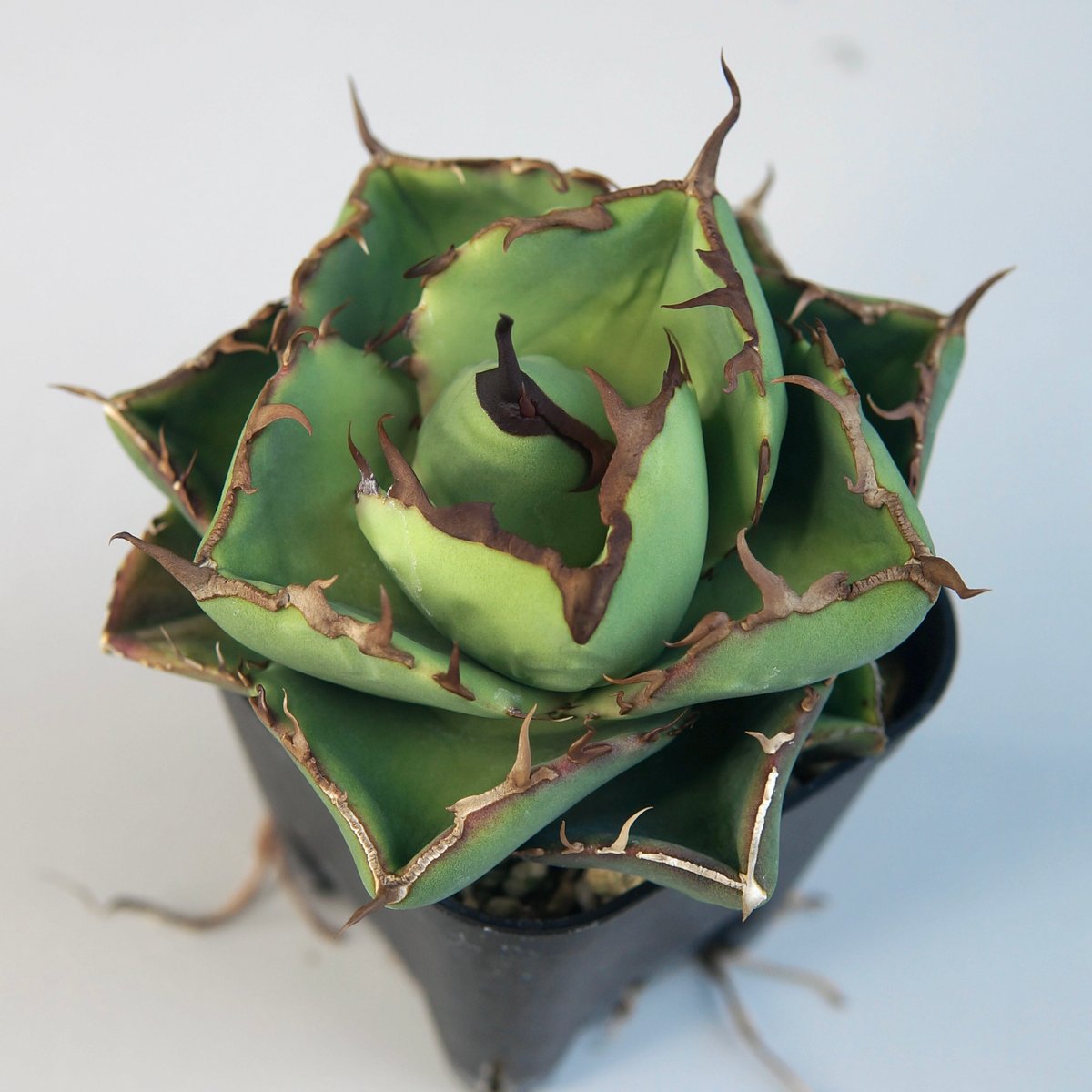 アガベ　チタノタ　ジャガーノート純血 fit=scale-down,w=1200