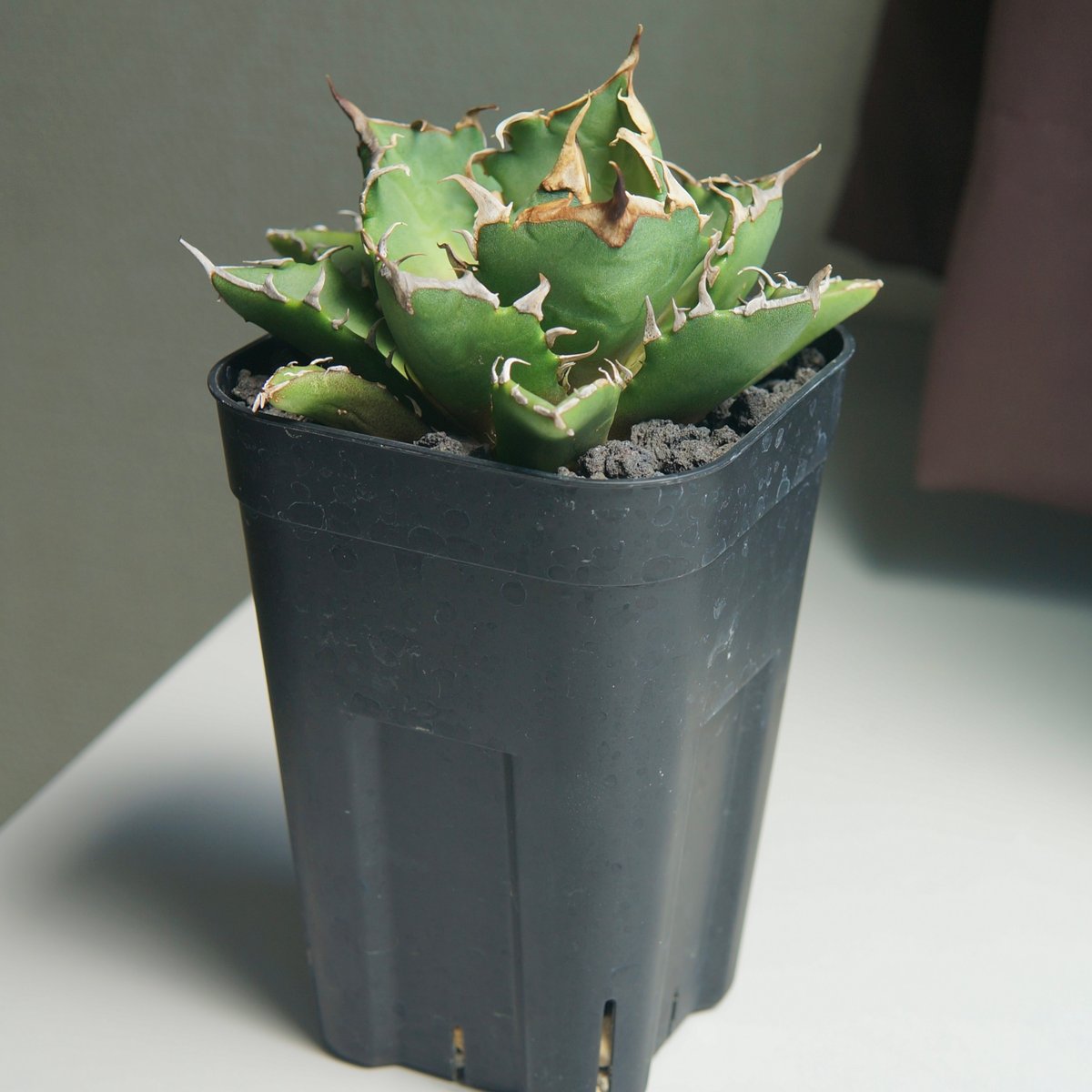 アガベ チタノタ 鬼爪 アガベ チタノタ 