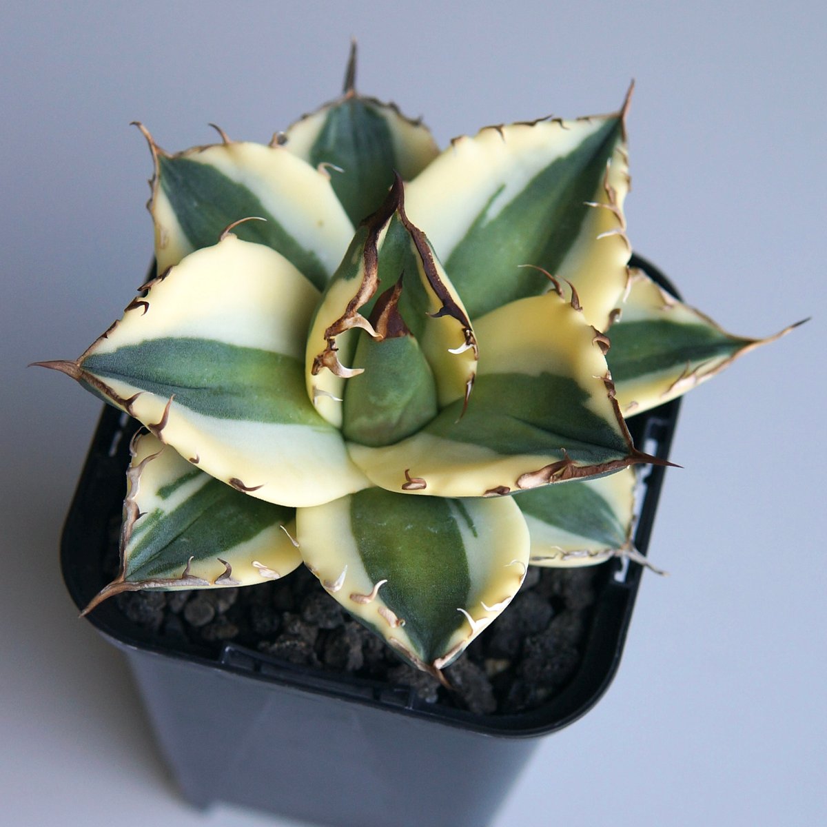 アガベ チタノタ スナグルトゥース アガベスナグルトゥース | STORES