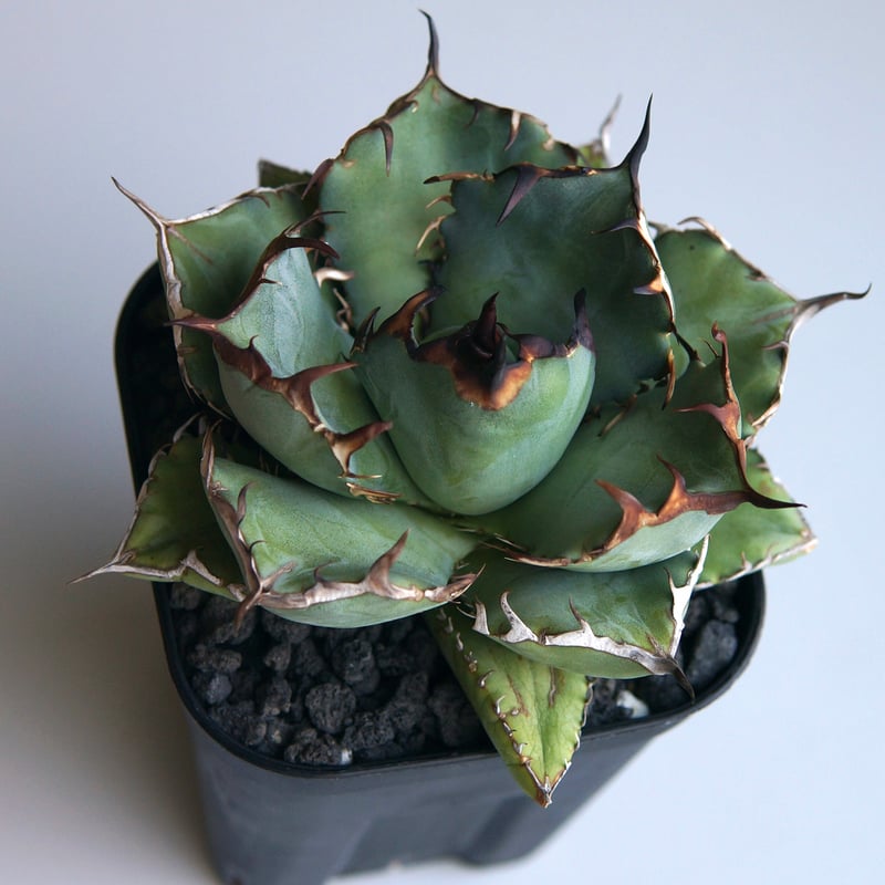 アガベ チタノタ アガベ チタノタ 黒鯨 014 Agave titanota black whale | S