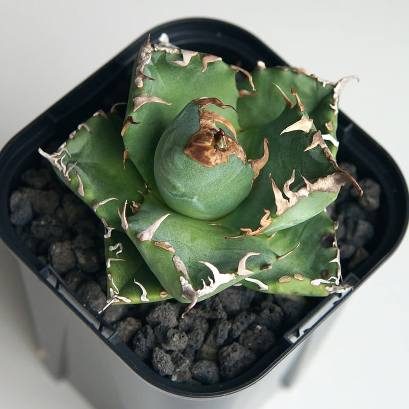 アガベ チタノタ ”魔丸” | RADICE