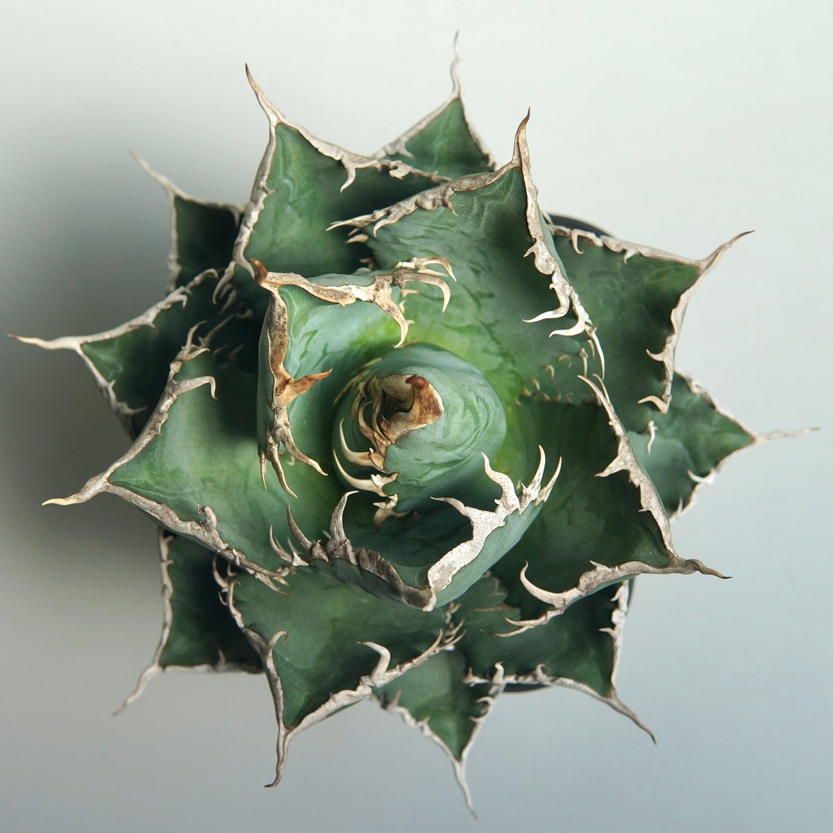 アガベ チタノタ ”海王”（大） | RADICE