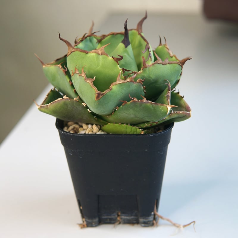 アガベ チタノタ ”ジャガーノート（純血）” | RADICE