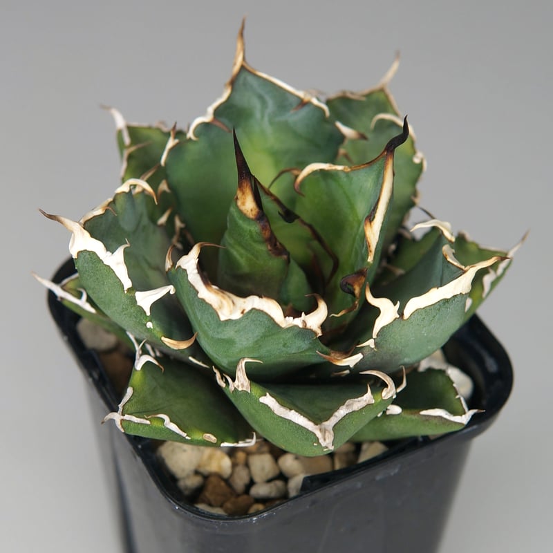 アガベ チタノタ “鬼爪” | RADICE