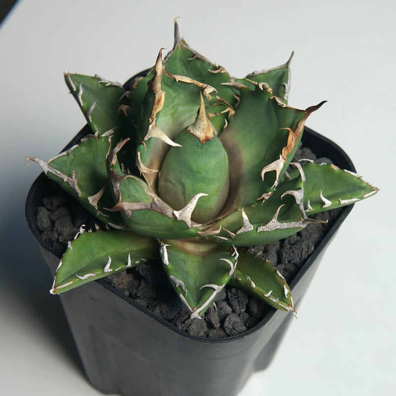 アガベ チタノタ ”鬼爪” | RADICE