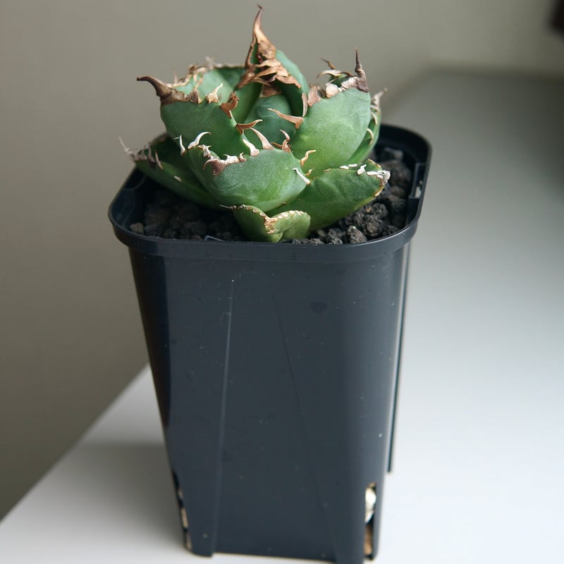 アガベ チタノタ ”魔丸” | RADICE