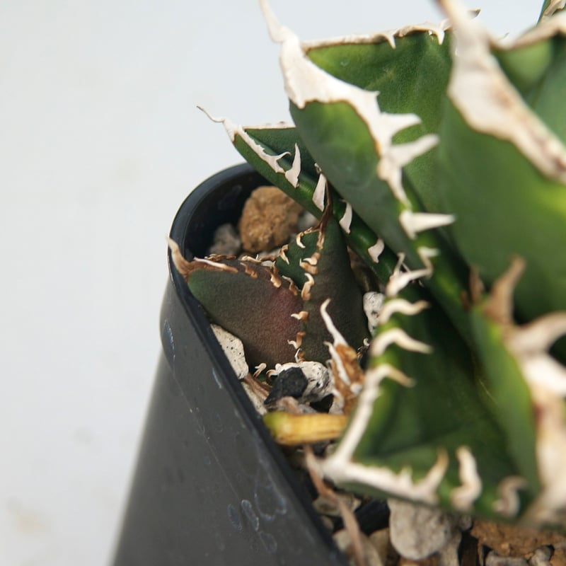 子株付き】アガベ チタノタ ”南アフリカダイヤモンド（SAD）” | RADICE