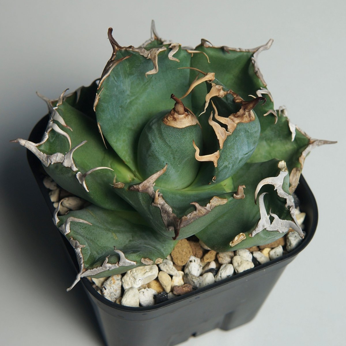 多肉植物アガベ チタノタ 魔丸 アガベ チタノタ 魔丸 / MG-03 | アガベ専門店 モンスターハウス