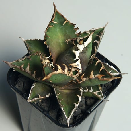 棚整理 チタノタ「地獄猫」伸びない赤猫 ボール状 美株 チタノタレッドキャットウィーズル | STORES