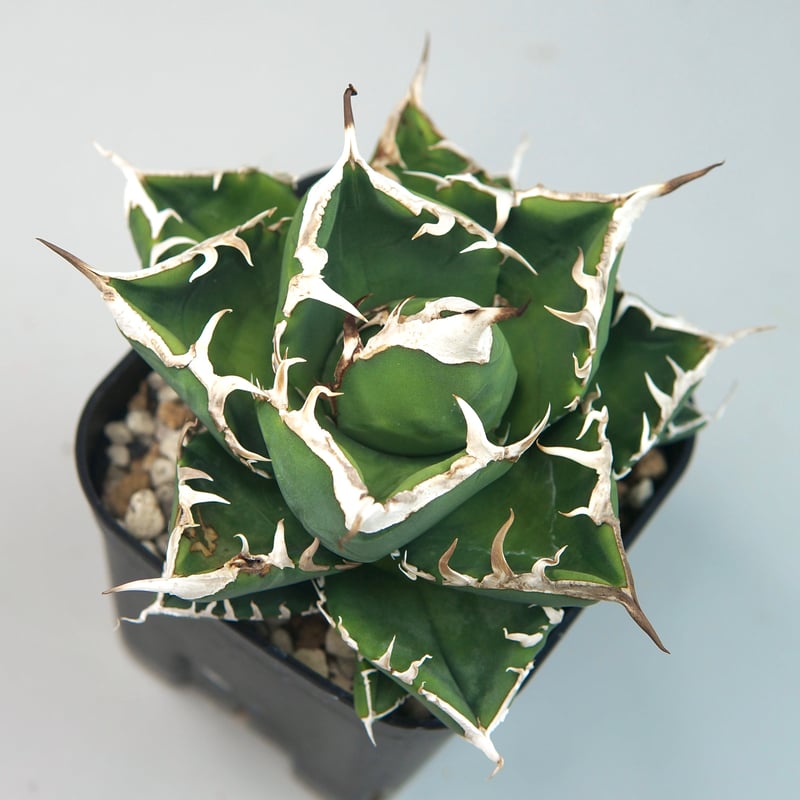 アガベチタノタ　南アフリカダイヤモンド　SAD 子株② ☆新鮮☆ ②アガベ チタノタ 南アフリカダイヤモンド SAD 子株 【公式